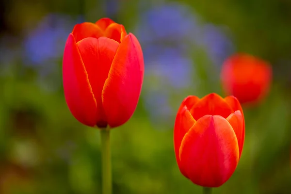 Красивая Картинка Тюльпаном Парке Весной — стоковое фото