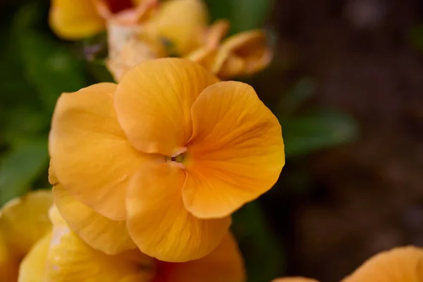 Close Beautiful Flowers Park Blurred Background — Stock Photo, Image