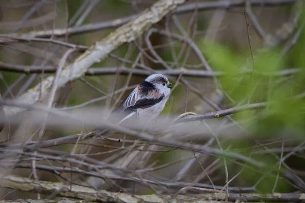 Long Tail Tit Perched Branch Outdoor — Stockfoto