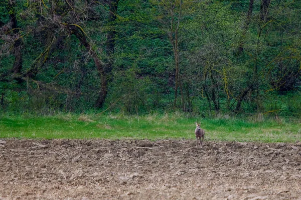 stock image a deer at the edge of a forest in spring time