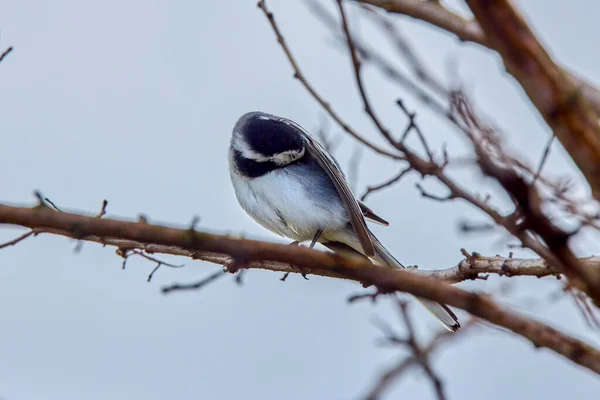 白ワグテール モタキージャ アルバ の閉鎖白 グレー 黒羽の鳥 — ストック写真