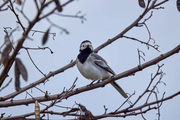 白ワグテール モタキージャ アルバ の閉鎖白 グレー 黒羽の鳥 — ストック写真