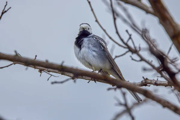 白尾鸟的斗篷白尾鸟的斗篷一种有白色 灰色和黑色羽毛的鸟 — 图库照片