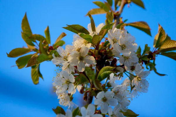 Branche Florissante Cerisier Sur Fond Ciel — Photo