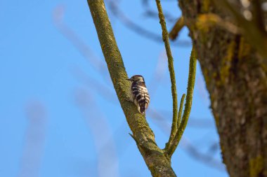 Küçük Benekli Ağaçkakan (Dendrocopos minör) vahşi doğadadır..