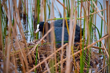 (Fulica atra) Yuvanın yanında su üzerinde civcivler