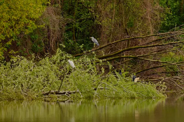 春天里湖畔的水鸟景观 — 图库照片