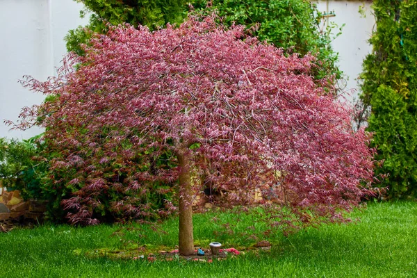 Obraz Acer Palmatum Ogrodzie Zielonym Trawniku Wiosną — Zdjęcie stockowe
