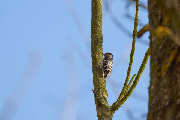 Lesser Spotted Woodpecker Dendrocopos Minor Wild Nature — Stock Photo, Image