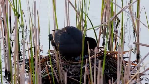 Fulica Atra Sitting Nest Protect Its Young Spring Season — Stock Video