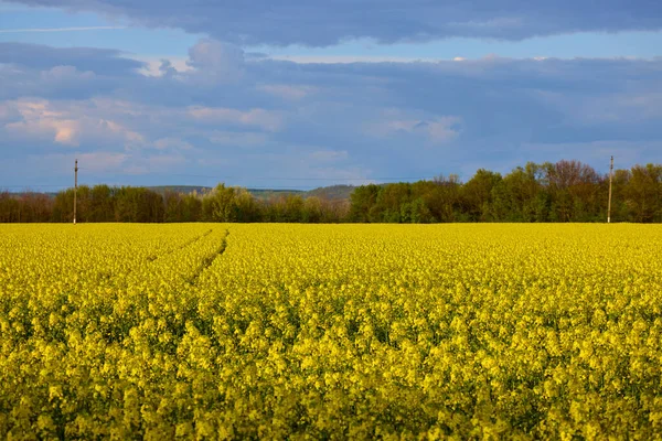 Agricultural Field Blooming Rape Sunny Spring Day — Stock Photo, Image