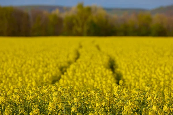 Mezőgazdasági Területen Virágzó Repce Egy Napsütéses Tavaszi Napon — Stock Fotó