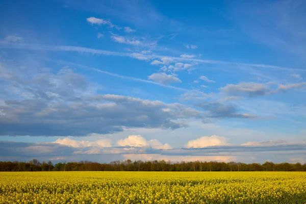 Agricultural Field Blooming Rape Sunny Spring Day — Stock Photo, Image
