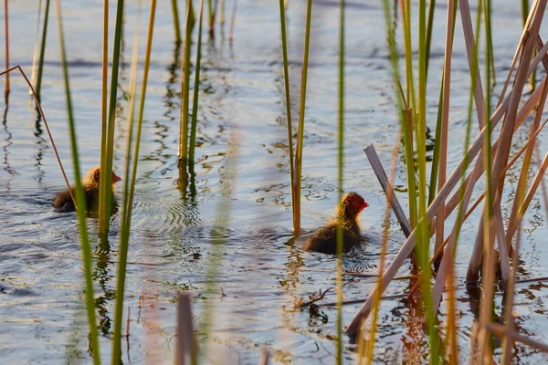 Пташенята Фуліки Озері Серед Очерету — стокове фото