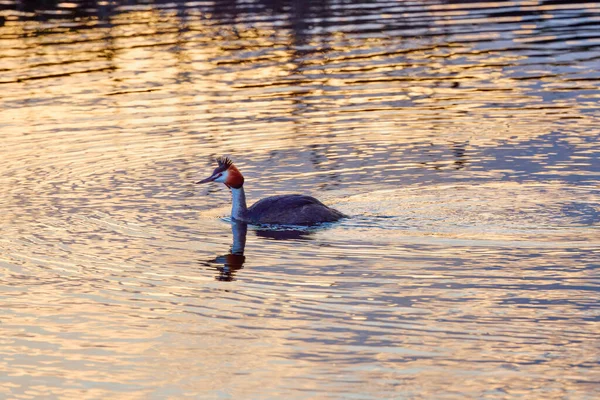 Podiceps Cristatus Schwimmen Auf Einem See Einem Frühlingstag — Stockfoto