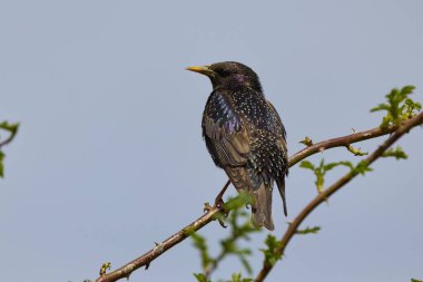 Starling (Sturnus vulgaris) bir çalılığa tünemiş..