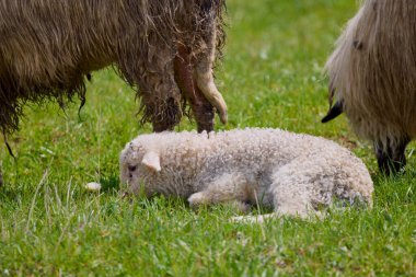 Yeşil çimlerin üzerinde duran bir kuzunun portresi