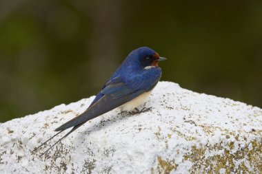 Güzel bir (Hirundo rustica) ile kapatın)