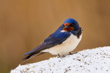 Güzel bir (Hirundo rustica) ile kapatın)