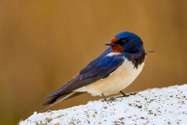 Güzel bir (Hirundo rustica) ile kapatın)