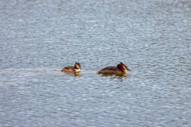 Büyük bir gölde batağan (Podiceps cristatus) yüzme tepeli