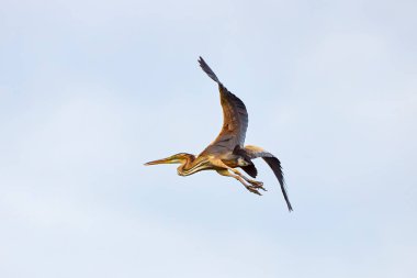 Büyük gri balıkçıl (ardea cinerea) mavi gökyüzü