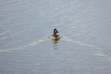 Gölde yüzen vahşi ördeğin güzel bir örneği