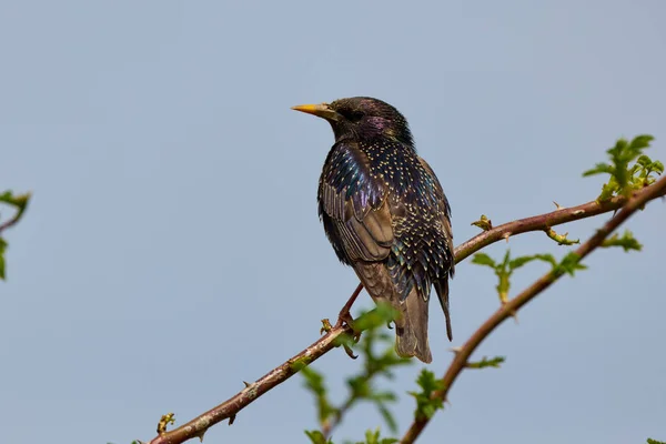 Starling Sturnus Vulgaris 栖息在灌木丛中 — 图库照片