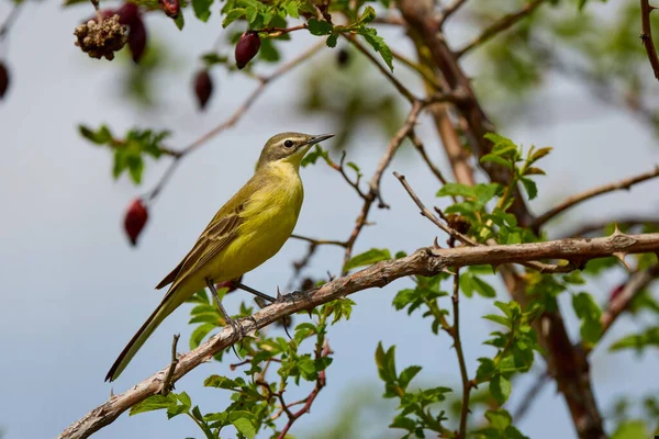 Pták Žlutý Wagtail Motacilla Flava Pes Jarní Čas — Stock fotografie