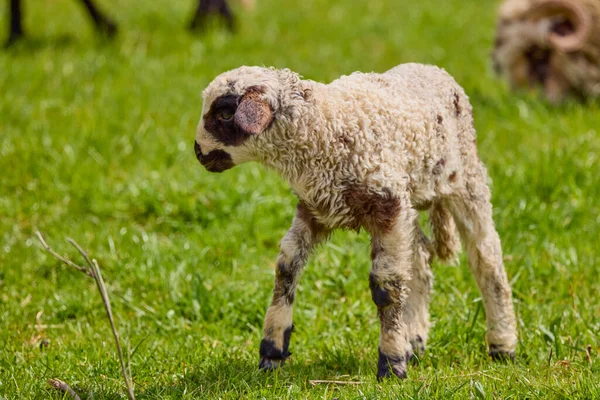 stock image Portrait of a lamb standing on green grass