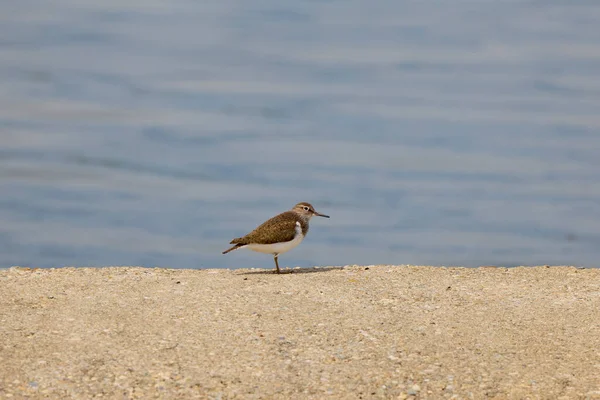 Tringa Nebularia Zugvogel Der Nähe Eines Sees — Stockfoto