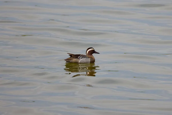 美丽的野鸭标本在湖上游动 — 图库照片