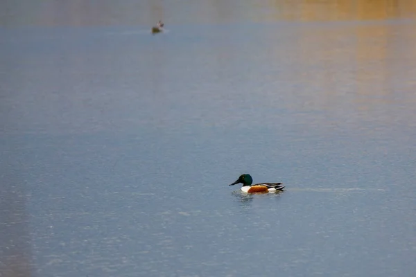 美丽的野鸭标本在湖上游动 — 图库照片