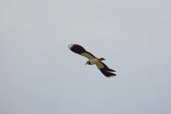 Severní Křídlo Vanellus Vanellus Letu Obloze — Stock fotografie