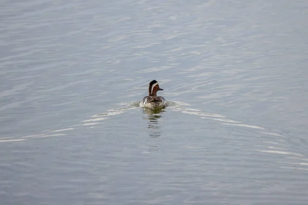 Beau Spécimen Canard Sauvage Nageant Sur Lac — Photo