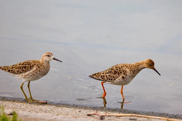 Tringa Nebularia Oiseau Eau Migrateur Près Lac — Photo