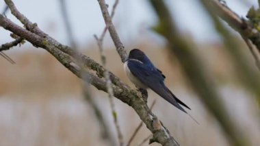 4K ile çekilmiş güzel (Hirundo rustica) bir el kamerasıyla..