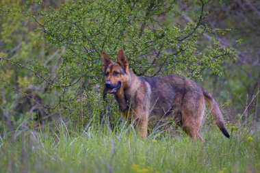 Alman Çoban Köpeği (