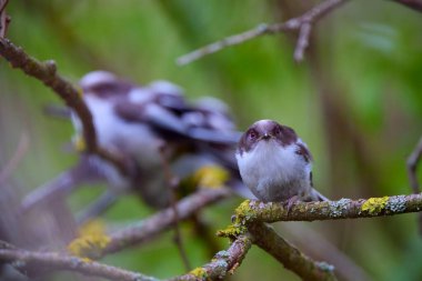 Family of Long tail tit perched on a tree branch.