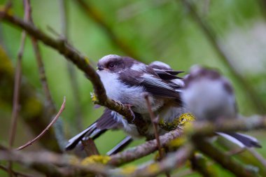 Family of Long tail tit perched on a tree branch.