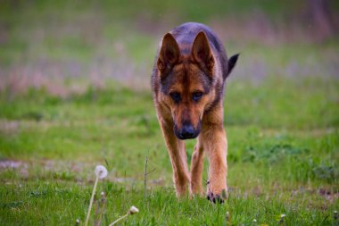Alman Çoban Köpeği (