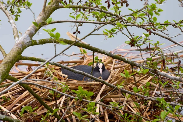 水の上に巣の近くに雛を持つフリカ アトラ — ストック写真