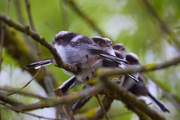 Family Long Tail Tit Perched Tree Branch — Stockfoto