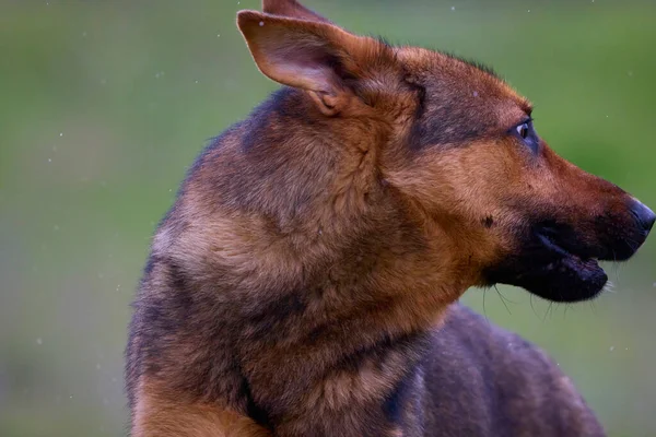 German Shepherd Wolfhound Breed Dog Believed Have Originated Domestication Wolf — Stock Photo, Image