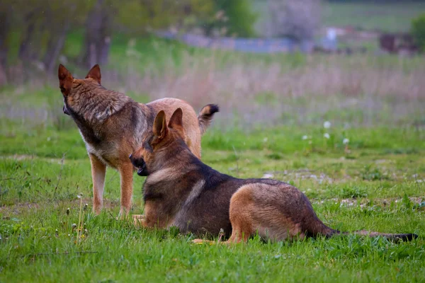 stock image The German Shepherd or Wolfhound is a breed of dog that is believed to have originated through the domestication of the wolf.