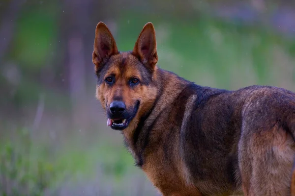 Den Tyska Herden Eller Wolfhound Ras Hund Som Tros Sitt — Stockfoto