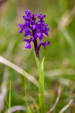 Çayırdaki güzel bahar çiçeği.