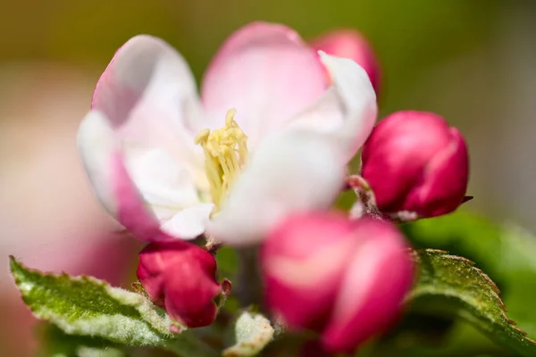 Close Blooming Apple Flowers Spring Time — Stock Photo, Image