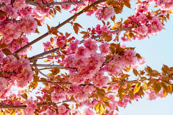 Gyönyörű Japán Cseresznyevirágok Egy Napos Tavaszi Napon — Stock Fotó