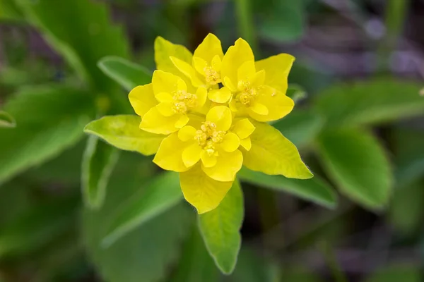 Bunga Musim Semi Yang Indah Padang Rumput — Stok Foto